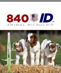 livestock microchips for sale